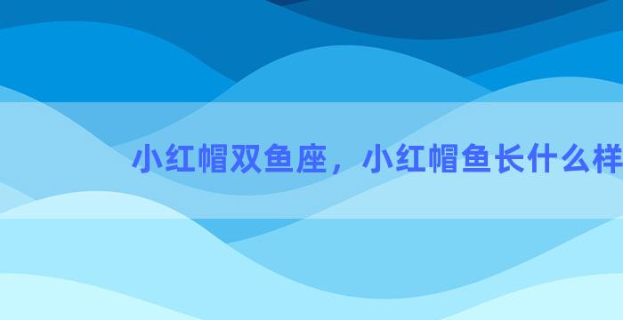 小红帽双鱼座，小红帽鱼长什么样